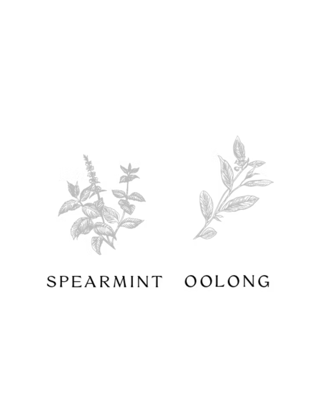 Spearmint & Oolong
